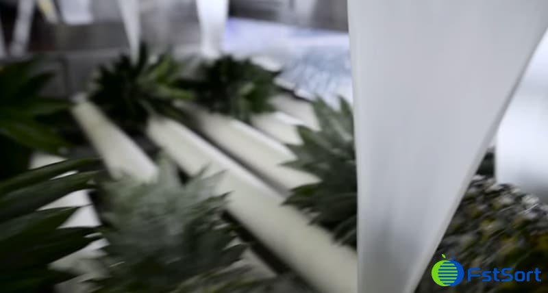 images/1656575108916pineapple packing equipment.jpg